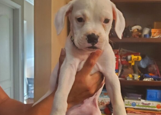 Energetic boxer puppies home Review