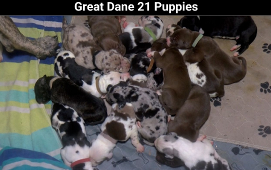 Great Dane 21 Puppies